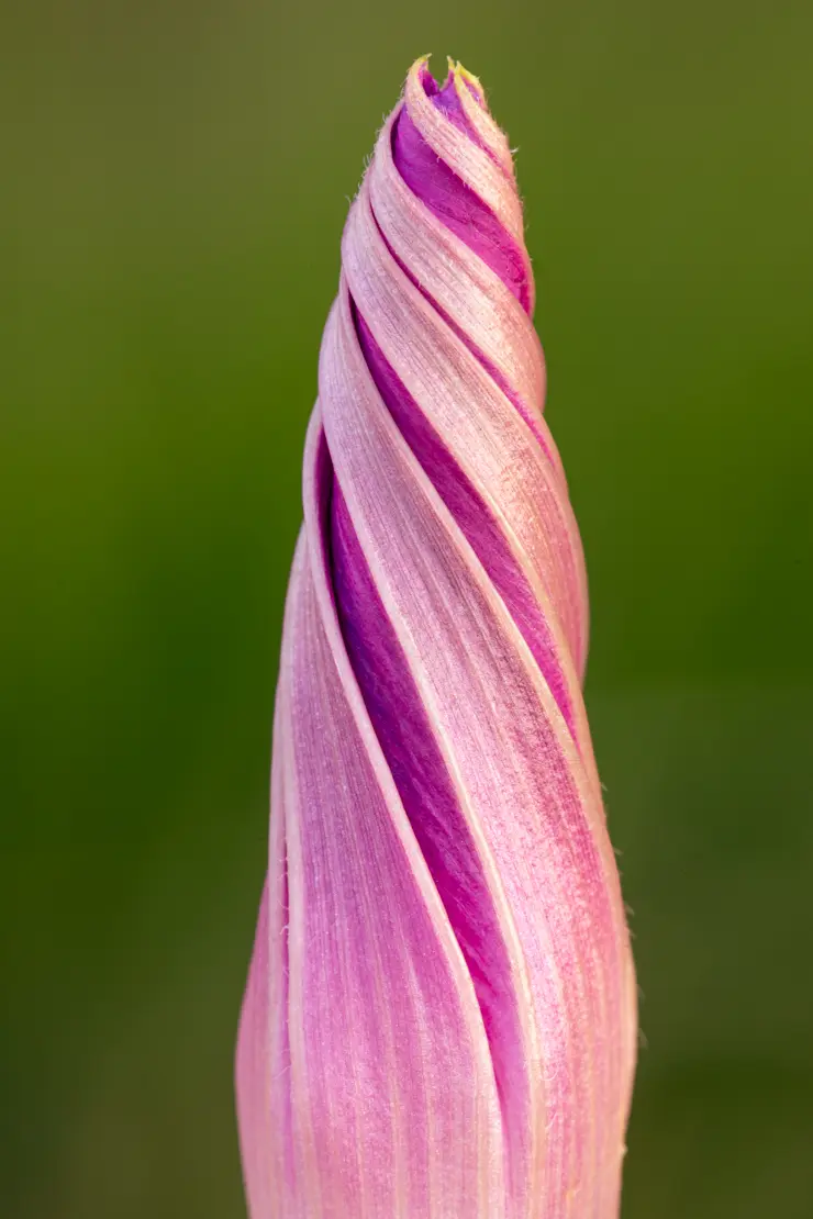 Purpur-Prunkwinde (Ipomoea purpurea) [2]